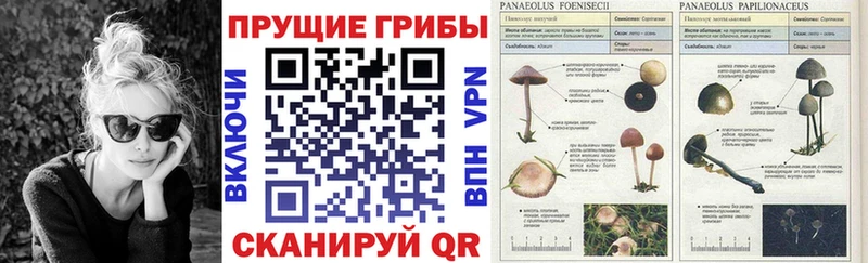 Галлюциногенные грибы MAGIC MUSHROOMS  Купить закладки  Ликино-Дулёво 